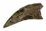 Tyrannosaur (Nanotyrannus) Tooth - Montana #350768-1